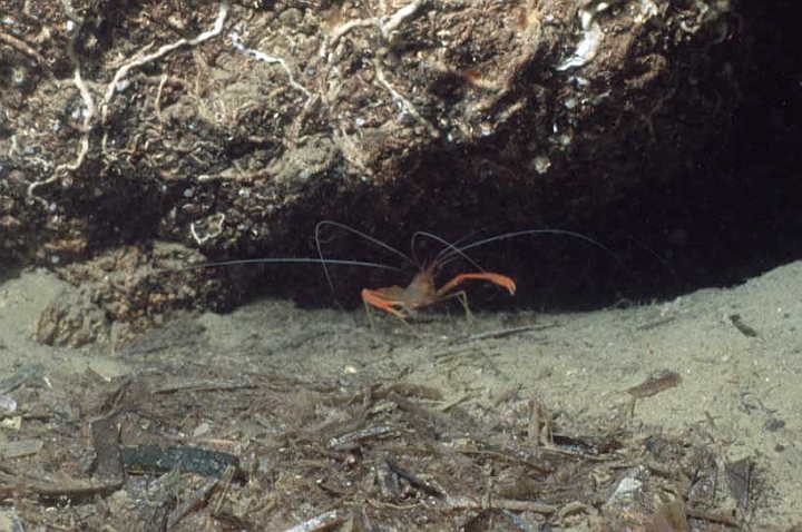 14 Stenopus spinosus.jpg - ...o in grotta, terzo paio di arti molto lunghi con chela sviluppata. 
